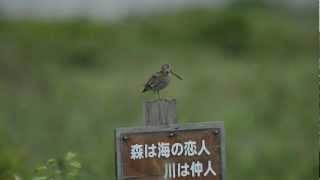 オオジシギの鳴き声 2012・07