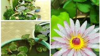 বাড়িতে কিভাবে শাপলা ফুল লাগাবেন। how to grow water lily in plastic Tub