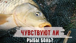 Ловля рыбы | Рыбы не чувствуют боль? | Спортивная рыбалка