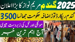 Wheat,Munji,Till,Sarso,Makki,Till Rates update Galla mandi rate today 2024