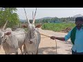 classic hallikar ox pair of farmer balu thattaguppe uttarahalli hobli kanakapura road bengaluru