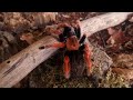 unbelievable facts about the mexican fireleg tarantula brachypelma boehmei tarantula documentary