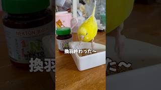 換羽が終わって元気になったよ #セキセイインコ  #小夏 #換羽