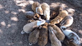 [Cute] The rabbit's favorite food is vegetables