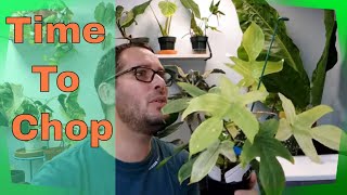 Giving my Philodendron Florida Ghost the Chop! - Let's Propagate