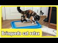 Brinquedo para gatos: cat relax - Gatil Hauser