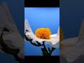 Blooming Matilija Poppy