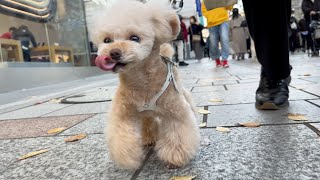 犬目線のお散歩動画in表参道【トイプードル】