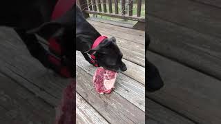 Pitbull eating a raw beef marrow bone steak