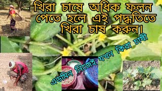 আধুনিক পদ্ধতিতে খিরা চাষ।  বীজ অঙ্কুরোদগম বপন ও পরিচর্যা। how to calculate khara