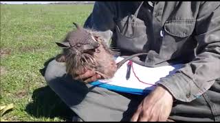 Weeping vocalization of the Screaming hairy armadillo (Chaetophractus vellerosus)