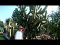 Garambullo (Myrtillocactus geometrizans) | El Sueño Jardín Botánico