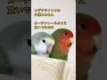 peachfacedlovebird 癒やし インコ 小桃とれもん lovebirds コザクラインコ