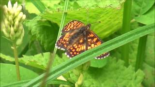 Navadni pisanček - Melitaea athalia (Rottemburg, 1775)