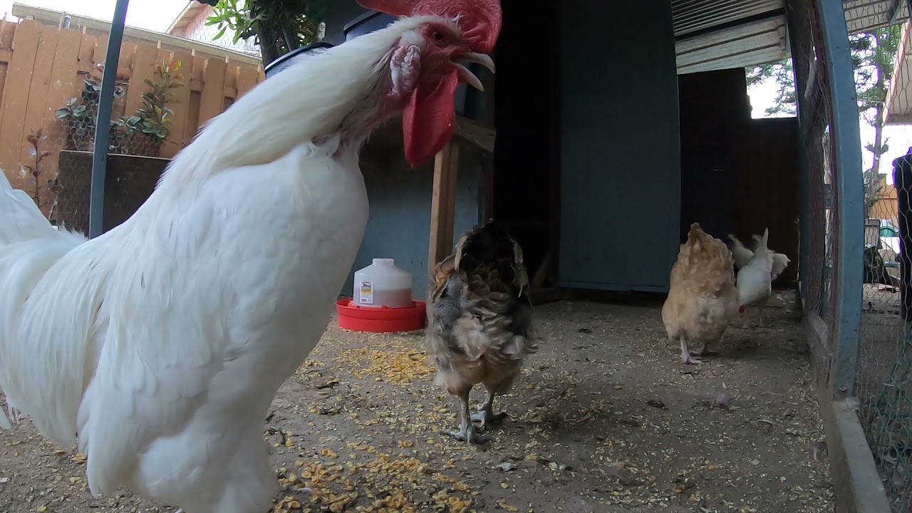 Backyard Chickens In The Coop Sounds Noises Relaxing ASMR Hens Clucking ...