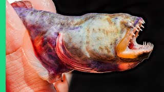Japanese Alien Fish!!! Catching and Cooking Japan's Rare SEAFOOD!!!