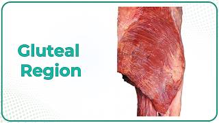 Gluteal region - Cadaveric Anatomy