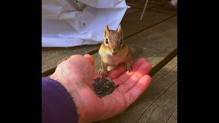 Tamie Est De Retour ! Tamie Is Back ! Notre Tamia Rayé / Our Eastern Chipmunk / Aventure Nature