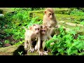 Lovely monkeys episode 25, NoNo និង NaSa រត់លេងជាមួយបងរបស់វា #otheranimals168 #cute #monkey