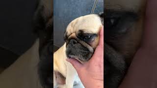 面倒くさそうに芸をするパグ   A troublesome pug