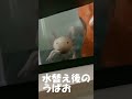 水換え後のうぱお ウーパールーパー アクアリウム 水換え axolotl