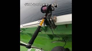 アコウ船にて500m先の深海から上がってる魚達