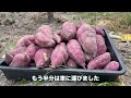 いちご畑【433】さつまいも112日目の鳴門金時も収獲完了