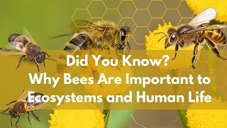Why Bees Are Important to Ecosystems and Human Life