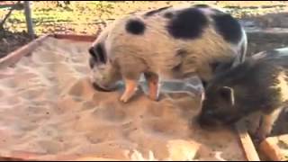 Pig Enrichment: Sandbox Activities