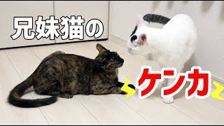 生後8ヶ月の兄妹猫のケンカ