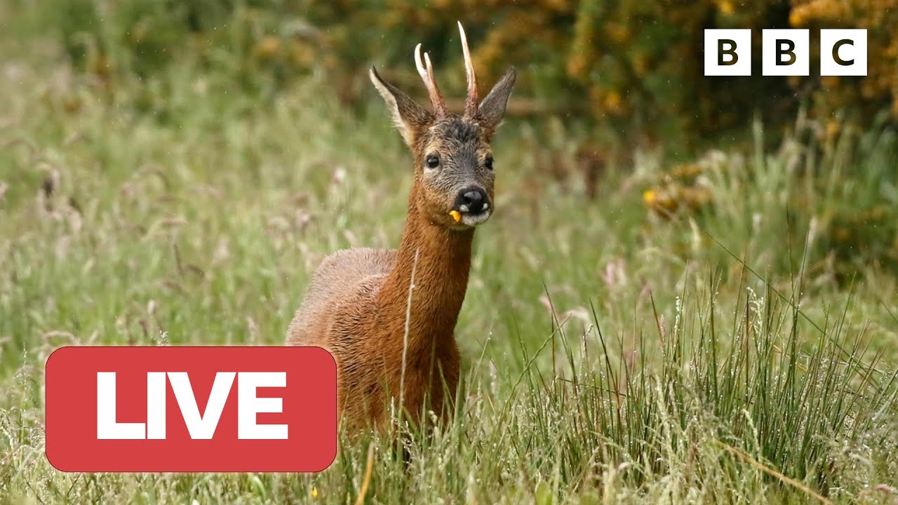 рџ ґ Live Wildlife Cameras рџєє 12 June рџњє Bbc Springwatch 2023 Youtube
