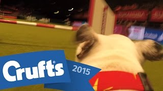 GoPro Dogs! Super Staff nails the Agility course | Crufts 2015