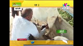 #Agrowon : Success story of Tejas Lengares Goat farming