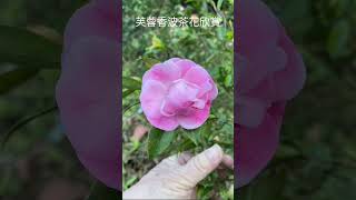 芙蓉香波茶花欣賞