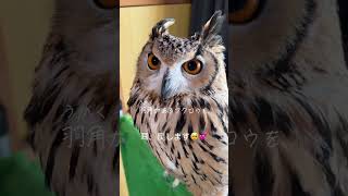 【タレたミミズクの耳を戻します】 #フクロウのいる暮らし #癒し動画 #ラテ #フクロウ #ベンガルワシミミズク #ミミズクはフクロウ