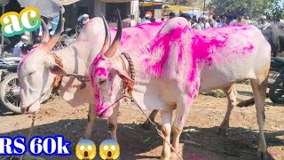 हिरापूर बैल बाजार लाईव्ह 🛑🛑👌👌🔥 #ajitchakre_dairyfarm #khilaribailjodi #बैल_बाजार_live #funny #bull