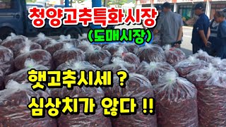 어머나! 햇고추 대폭락 600g 1근11000원! 이게 말이돼?