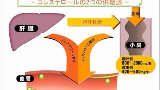 第9話　生活習慣病とは～脂質異常症～後編　「脂質異常症の予防と治療」