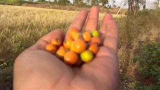 ಇದು ಯಾವ ಹಣ್ಣು  ಹೇಳಿ ? | ಸಣ್ಣ ಮಕ್ಕಳ ಇಷ್ಟದ ಹಣ್ಣು | Kids fruits for eat