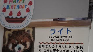 ライトくんの誕生日ランチ　happy birthday #鯖江市西山動物園  #レッサーパンダ