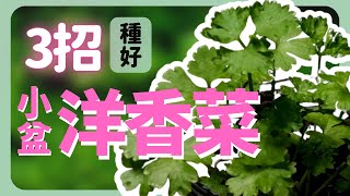 陽台族看過來！3個重點種出洋香菜(巴西里)！ | How to grow Parsley |《葛斯怎麼種》38