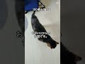 【21歳老猫ココ】今日もがんばってます cat 老猫 猫のいる暮らし 老猫ココ 老猫介護 シニア猫 高齢猫 お猫様 ねこ ねこのいる生活