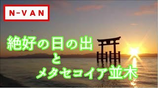 【N-VAN絶景旅】白髭神社日の出・メタセコイア並木 2020.12.5