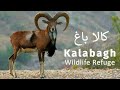 Kalabagh 'A Wildlife Refuge' | Nawab of Kalabagh Malik Waheed Khan | Pakistan Wildlife Foundation