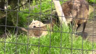 2011年5月30日　旭山動物園　シンリンオオカミ３