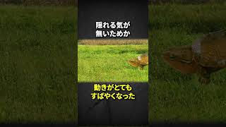 カメの特性をガン無視な「オオアタマガメ」