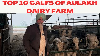 TOP 10  CALFS OF AULAKH DAIRY FARM | WATCH FULL VIDEO | AULAKH DAIRY FARM