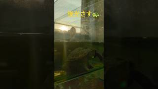 後光が☀さすイシガメ 🐢縁起よし#亀 #縁起物