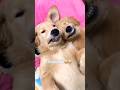 Funny Dogs #shortvideo #funny #nitinkumar #dog #dogshorts