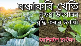 বন্ধাকবি খেতি কৰাৰ লাভজনক পদ্ধতি। How to   grow cabbage | Hatem Ali's life